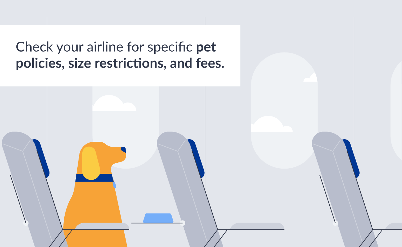 Plane travel with pup policies.